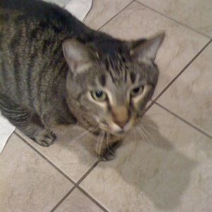 Meet your Posher, Krown